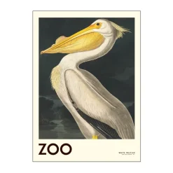 Plakat - White pelican