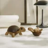 Skildpaddeunge Speedy